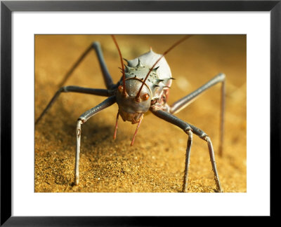 Corn Cricket, Cleaning Its Antennae, Northern Tuli Game Reserve, Botswana by Roger De La Harpe Pricing Limited Edition Print image