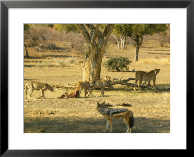 Cheetahs Feeding On An Impala, A Blackbacked Jackal, Watches, Northern Tuli Game Reserve, Botswana by Roger De La Harpe Pricing Limited Edition Print image