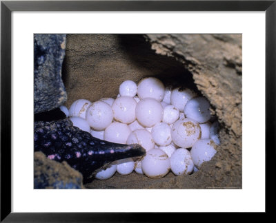 Leatherback Turtle, Laying Eggs On Beach, Maputaland, South Africa by Roger De La Harpe Pricing Limited Edition Print image