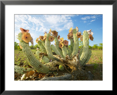 Gordons Hoodia, With Flowers, Nitani Game Reserve, Botswana by Roger De La Harpe Pricing Limited Edition Print image