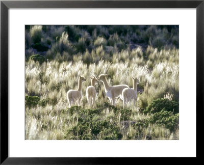Vicuna, 3 Week Old Babies Group Together, Peruvian Andes by Mark Jones Pricing Limited Edition Print image