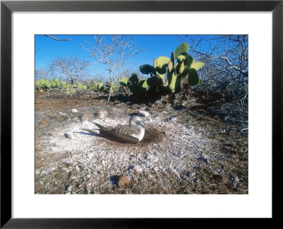 Blue Footed Booby, Incubating, Seymour Island, Galapagos by Mark Jones Pricing Limited Edition Print image