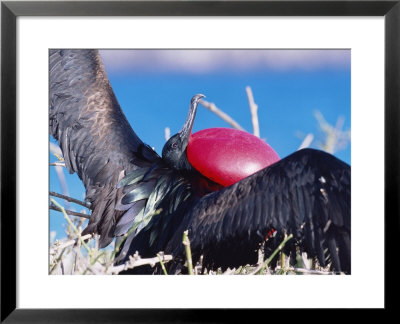 Great Frigate Bird, Male In Courtship Display, Genovesa Island, Galapagos by Mark Jones Pricing Limited Edition Print image