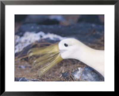 Waved Albatross, Bill Clapping During Courtship, Espanola Island, Galapagos by Mark Jones Pricing Limited Edition Print image
