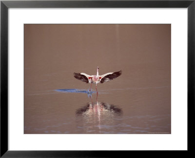 Jamess Flamingo, Landing In Saline Lake, Laguna Colorada, Bolivia by Mark Jones Pricing Limited Edition Print image
