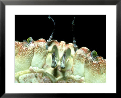 Edible Crab, Face, Uk by Paul Kay Pricing Limited Edition Print image