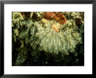 Light Bulb Sea Squirt, County Cork, Ireland by Paul Kay Pricing Limited Edition Print image