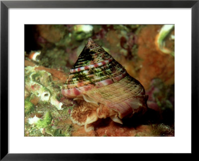 Common Or Pointed Topshell, County Cork, Ireland by Paul Kay Pricing Limited Edition Print image