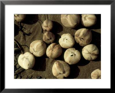 Sea Potatos, Washed Up, Uk by Paul Kay Pricing Limited Edition Print image