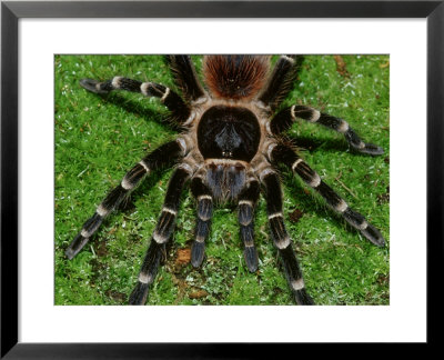 Brazilian Giant Black & White Tarantula, Acanthoscurria Brocklehursti, Subadult by Brian Kenney Pricing Limited Edition Print image