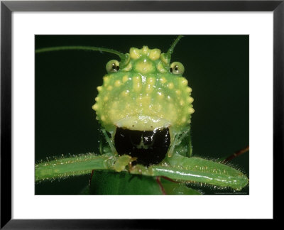 Rainforest Katydidlirometopum Coronatumwith Funny Face Costa Rica, Rainforest by Brian Kenney Pricing Limited Edition Print image