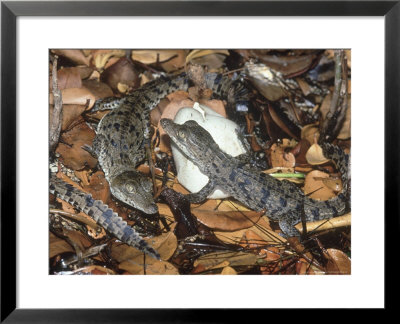 American Crocodile, Babies, Everglades, Fl by Brian Kenney Pricing Limited Edition Print image