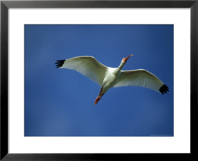 White Ibis, Flight, Florida by Brian Kenney Pricing Limited Edition Print image