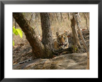 Bengal Tiger, 11 Month Old Cub, Madhya Pradesh, India by Elliott Neep Pricing Limited Edition Print image