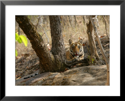 Bengal Tiger, 11 Month Old Cub, Madhya Pradesh, India by Elliott Neep Pricing Limited Edition Print image