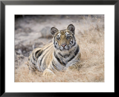 Bengal Tiger, Young Female Lying In Soft Grass, Madhya Pradesh, India by Elliott Neep Pricing Limited Edition Print image