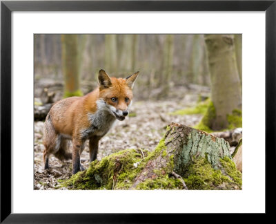 Red Fox, Alert Fox Standing Next To Fallen Tree, Lancashire, Uk by Elliott Neep Pricing Limited Edition Print image
