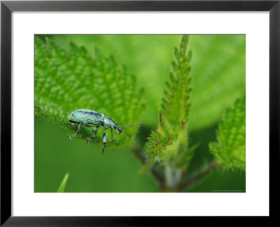 Nettle Weevil On A Stinging Nettle Leaf, Hertfordshire, Uk by Elliott Neep Pricing Limited Edition Print image