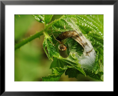 Scaffold Web Spider, Feeding On Caterpillar Victim, Middlesex, Uk by Elliott Neep Pricing Limited Edition Print image