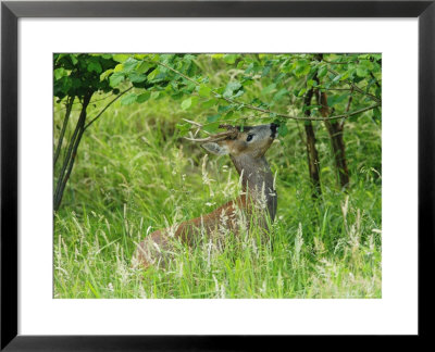 Roe Deer, Buck Reaching Up To Eat Spring Leaves, Sussex, Uk by Elliott Neep Pricing Limited Edition Print image