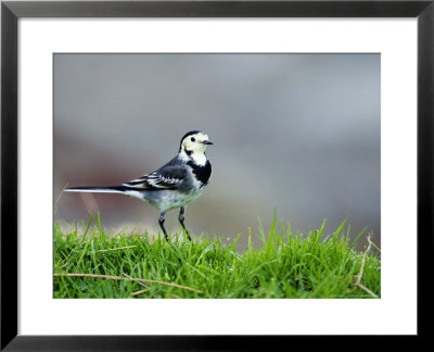 Pied Wagtail, Standing In Grass, Scotland by Elliott Neep Pricing Limited Edition Print image