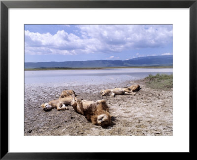African Lions, Sleeping, Tanzania by Owen Newman Pricing Limited Edition Print image