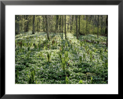 Ostrich Ferns, Nature Park, South Finland by Heikki Nikki Pricing Limited Edition Print image