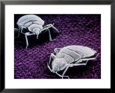 Bed Bugs by Kage Manfred Pricing Limited Edition Print image