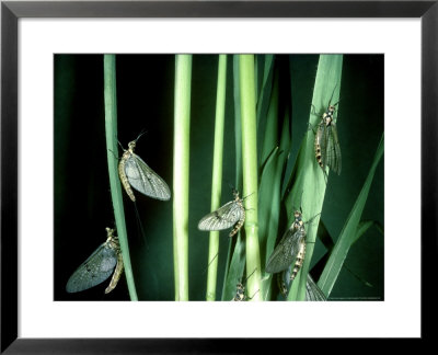 Mayfly, Adults, Newly Emerged by Oxford Scientific Pricing Limited Edition Print image