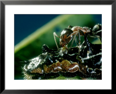 Imperial Blue, Ant Feeding From Caterpillar by Oxford Scientific Pricing Limited Edition Print image
