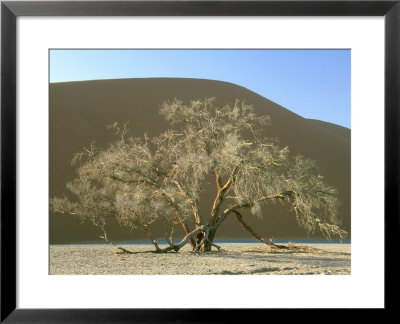 Camelthorn Acacia, Namib-Naukluft Park, Namibia by Stan Osolinski Pricing Limited Edition Print image