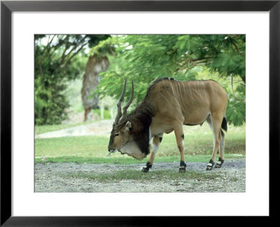 Eland, Male, Zoo Animal by Stan Osolinski Pricing Limited Edition Print image