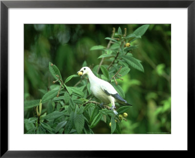 Pied Imperial Pigeon, Loquat Fruit In Bill, Zoo Animal by Stan Osolinski Pricing Limited Edition Print image