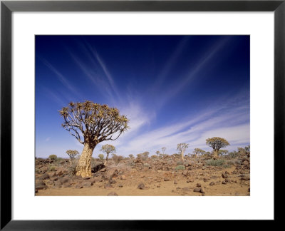 Quiver Tree Or Kokerboom, Namibia by Stan Osolinski Pricing Limited Edition Print image