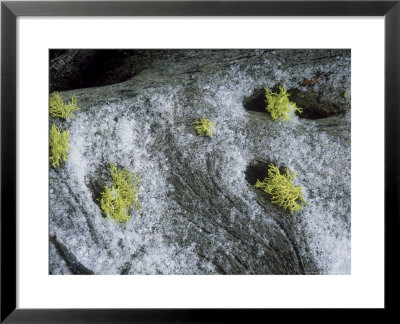 Wolf Lichen, Growing With Snow, Usa by Stan Osolinski Pricing Limited Edition Print image