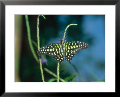 Tailed Jay, Aviary Animal by Stan Osolinski Pricing Limited Edition Print image