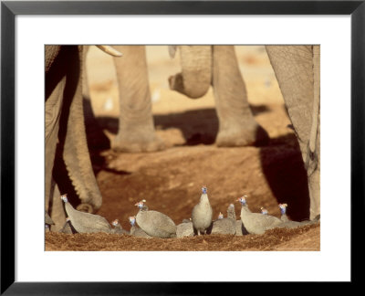 Helmeted Guineafowl At Waterhole With Elephants, Botswana by Richard Packwood Pricing Limited Edition Print image