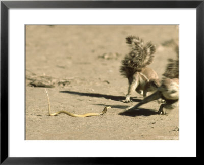 Ground Squirrel, Avoiding Strike From Deadly Juvenile Cape Cobra, South Africa by Richard Packwood Pricing Limited Edition Print image
