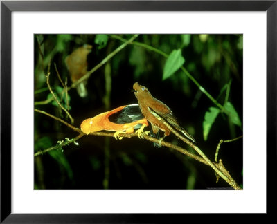 Andean Cock-Of-The-Rock, Male Still While Female Approaches, Peru by Manfred Pfefferle Pricing Limited Edition Print image