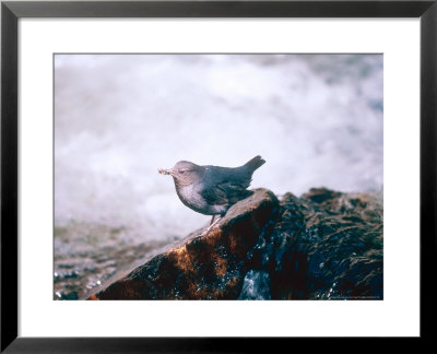 American Dipper, Catching Food For Chicks, Usa by Mary Plage Pricing Limited Edition Print image