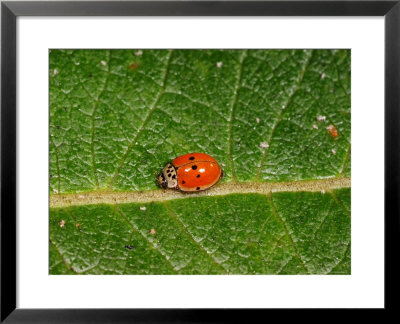 10-Spot Ladybird, Feeding, Cambridgeshire, Uk by Keith Porter Pricing Limited Edition Print image
