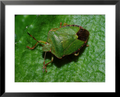Common Green Shieldbug, Adult Basking, Cambridgeshire, Uk by Keith Porter Pricing Limited Edition Print image