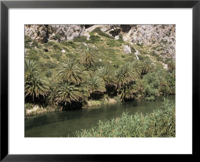 Endemic Palm, Preveli, Greece by Mike Powles Pricing Limited Edition Print image