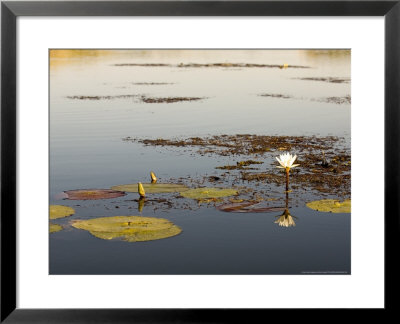 Lotus Lily, Okavango Delta, Botswana by Mike Powles Pricing Limited Edition Print image
