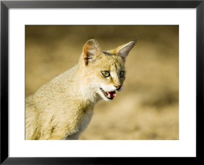 Indian Wild Cat, Ranthambhore, India by Mike Powles Pricing Limited Edition Print image