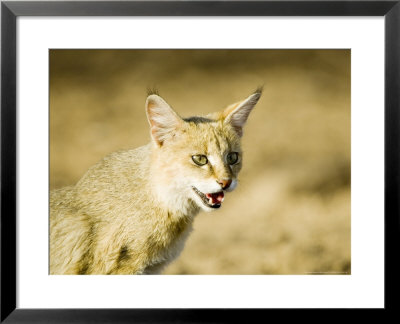 Indian Wild Cat, Head, India by Mike Powles Pricing Limited Edition Print image