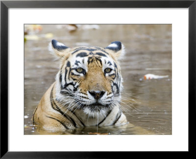 Bengal Tiger, Female In Water, India by Mike Powles Pricing Limited Edition Print image