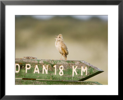 Clapper Lark, Male Singing On Signpost, Botswana by Mike Powles Pricing Limited Edition Print image