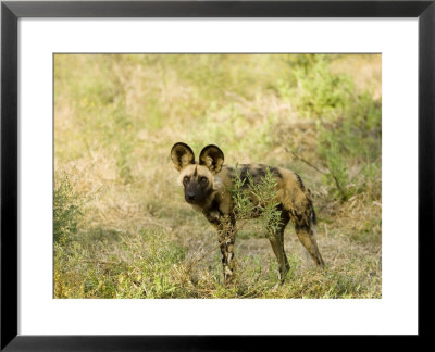 African Hunting Dog, Male Staring At Potential Prey, Okavango Delta, Botswana by Mike Powles Pricing Limited Edition Print image
