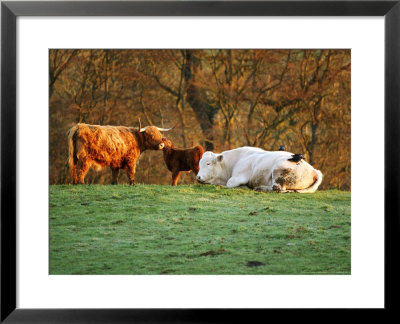 Cattle Resting, Scotland by Keith Ringland Pricing Limited Edition Print image